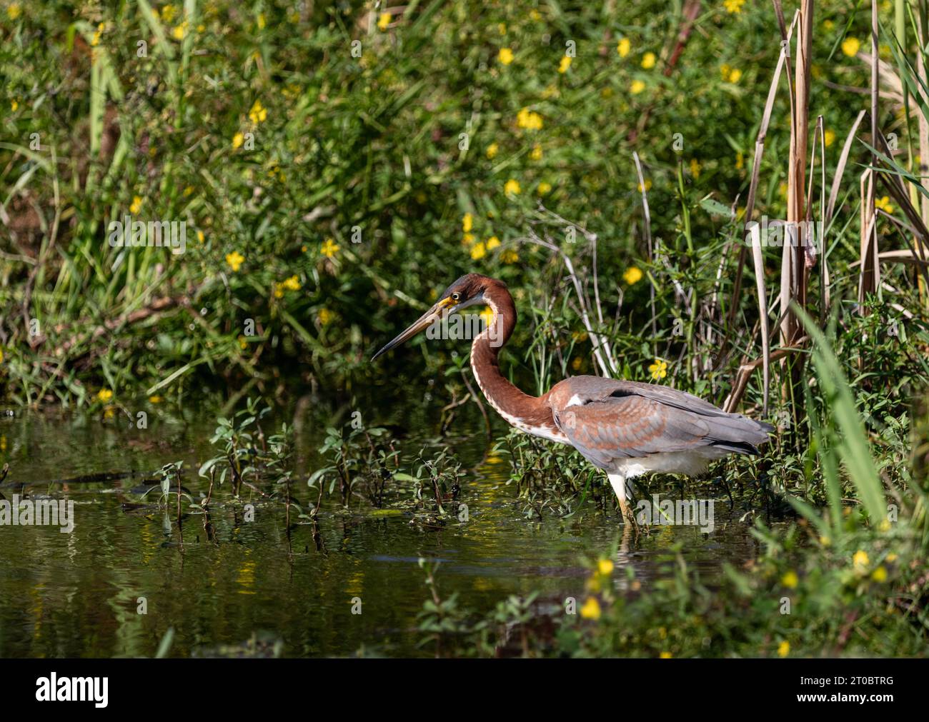 Tricolorierter Reiher Serching zum Mittagessen Stockfoto