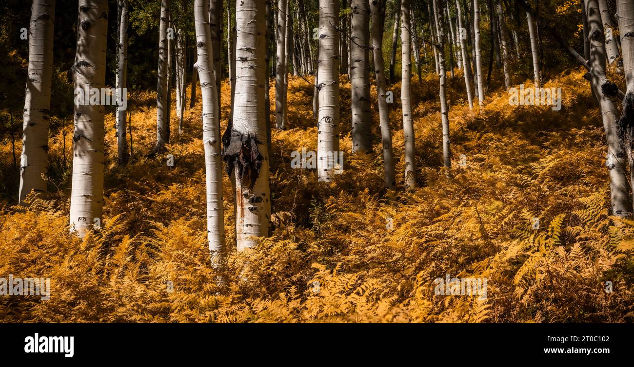 Dickes Farnunterholz, das in den Herbstfarben in der Nähe von Crested butte, Colorado, orange wechselt Stockfoto