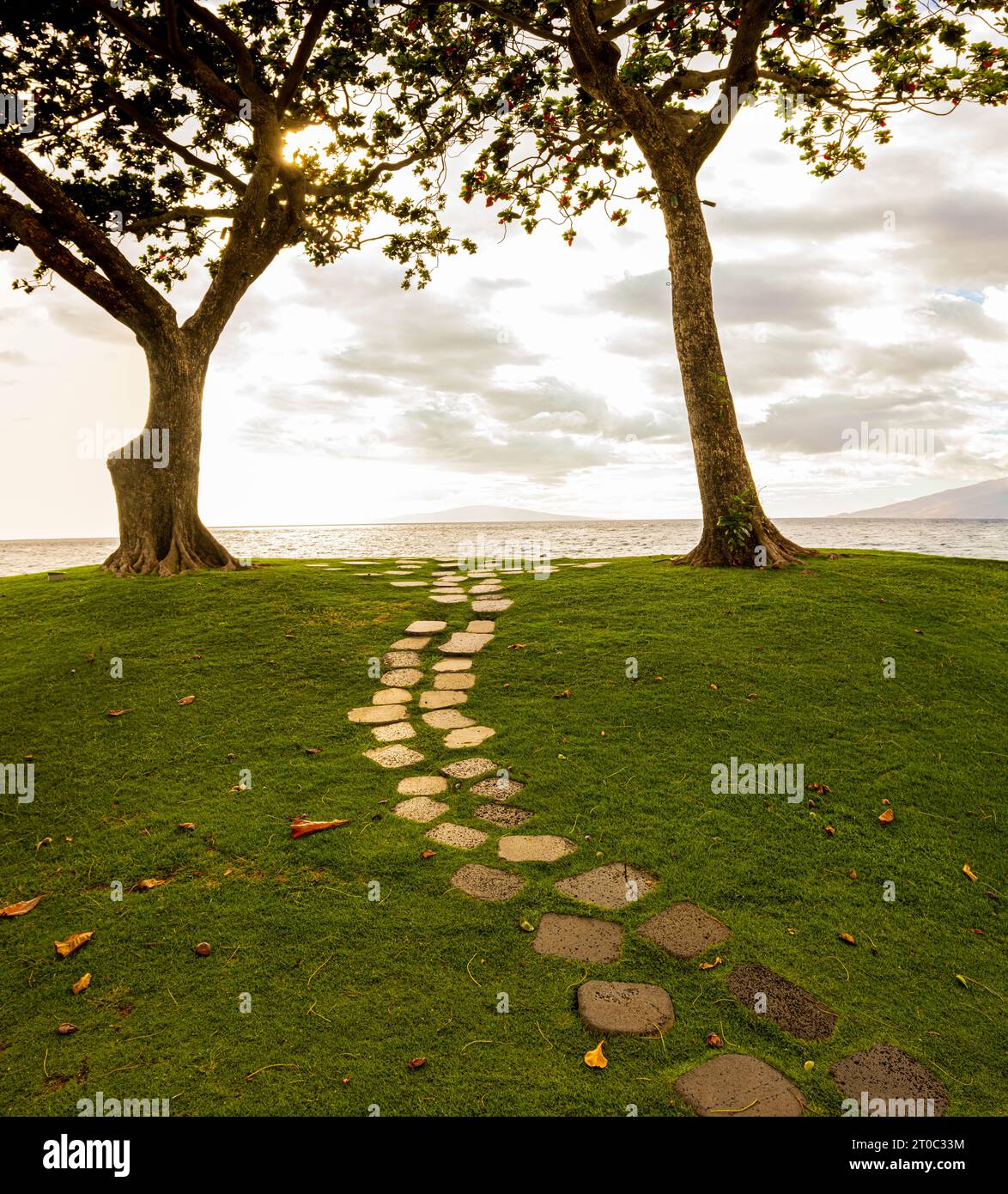 Kukui Tree am Wailea Beach Pathway, Wailea, Maui, Hawaii, USA Stockfoto