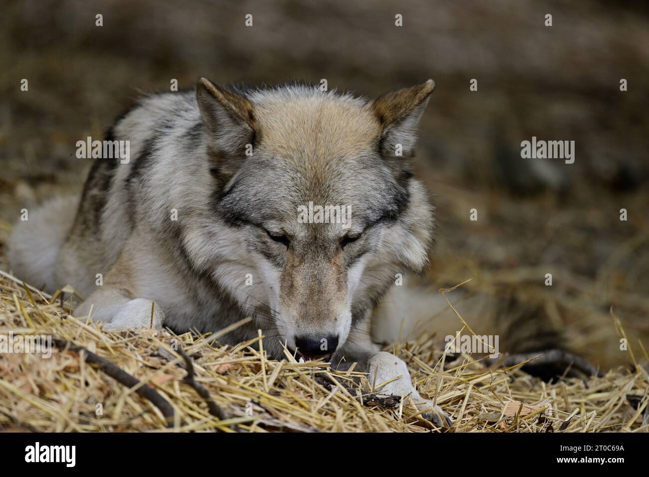 Grauwolf - Canis Lupus Stockfoto