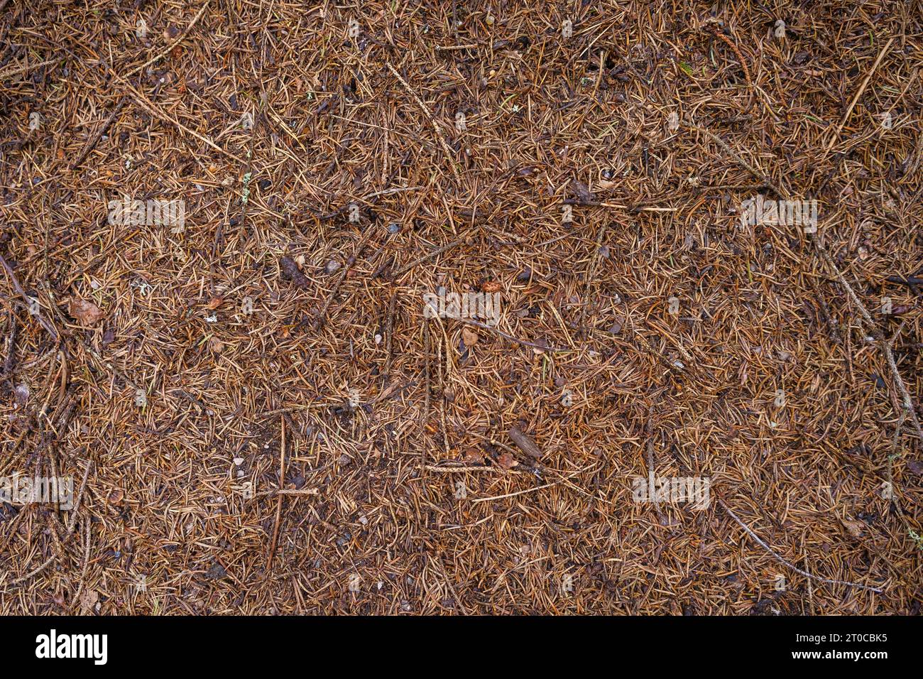 Nahaufnahme der Ameisenhügel im Wald Stockfoto