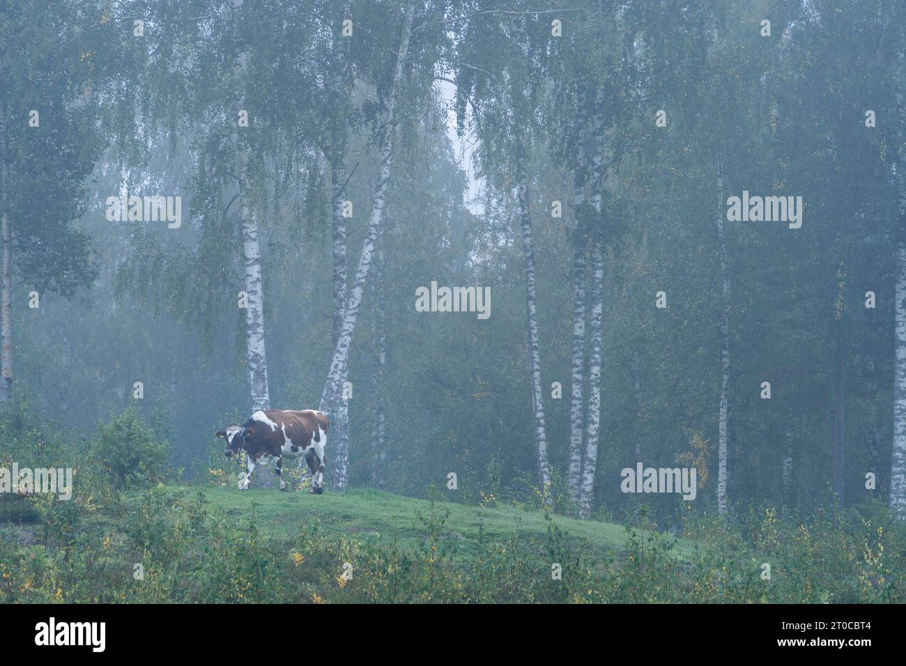 Kuh weidet auf einer nebeligen Wiese, am frühen Morgen in Finnland. Stockfoto
