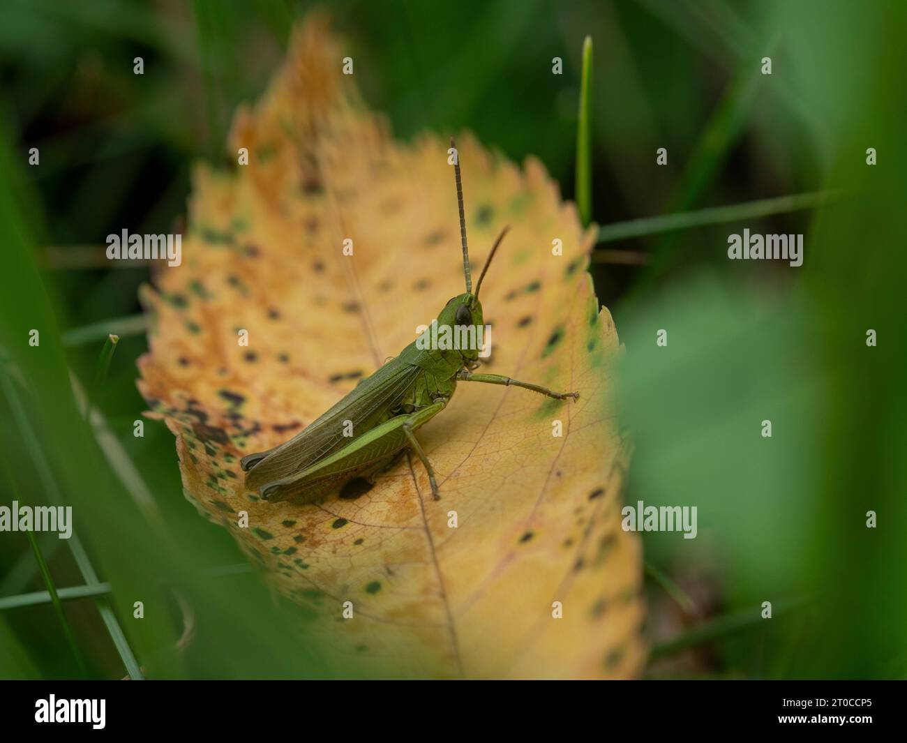 Sehr süße Grashüpfer. Stockfoto