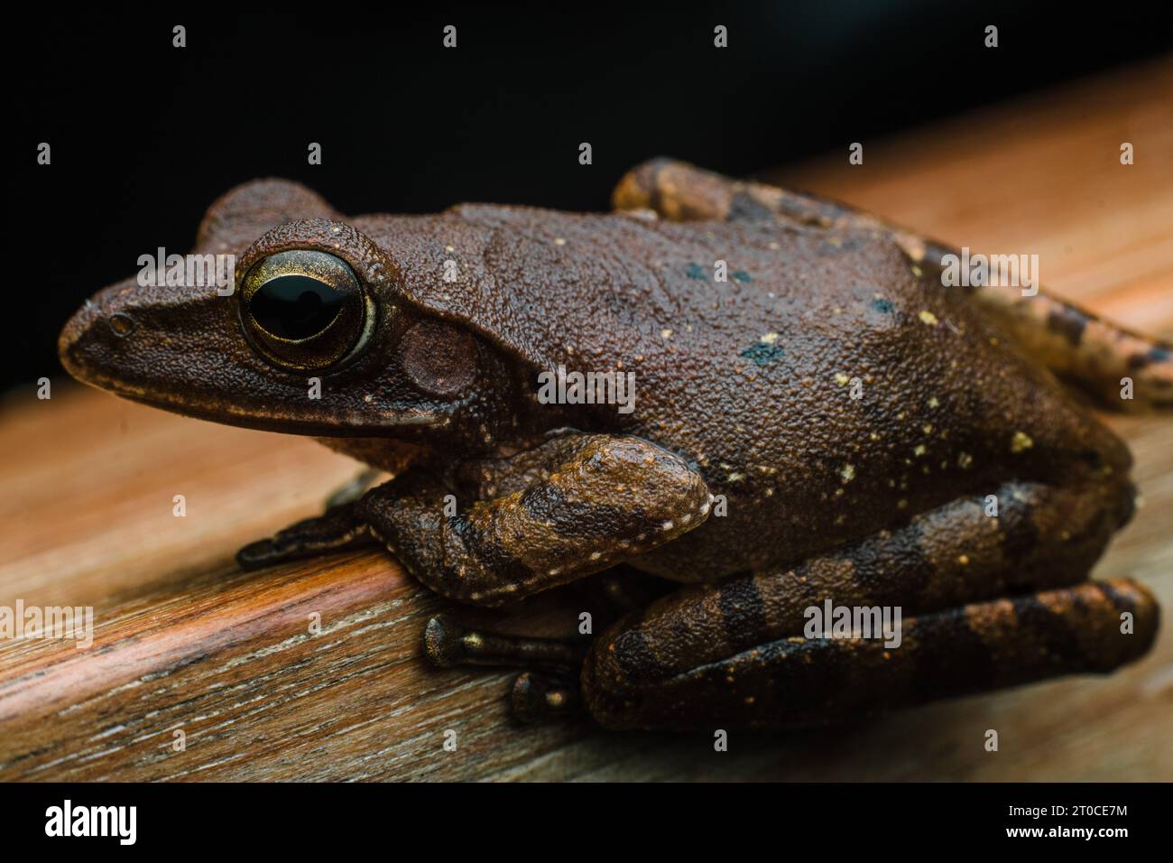 Polypediert Leukomystax oder gewöhnlichen Baumfrosch in Makrofotografie auf einem Holzbrett aus Nusa Dua Bali. Stockfoto