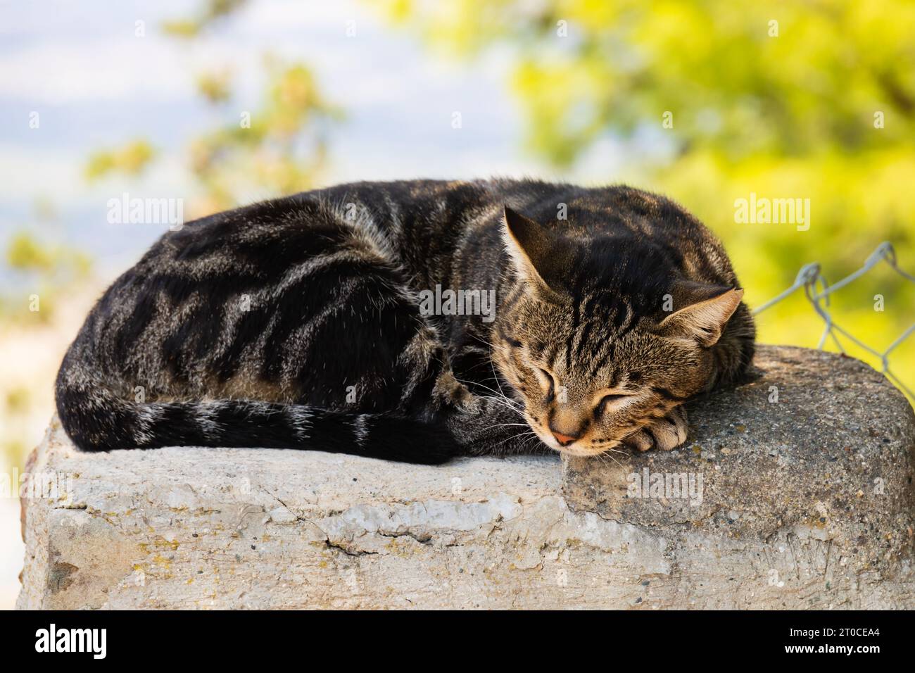 Wilde tabby zyprische Katze im Kloster Stavrovouni auf Zypern. Stockfoto