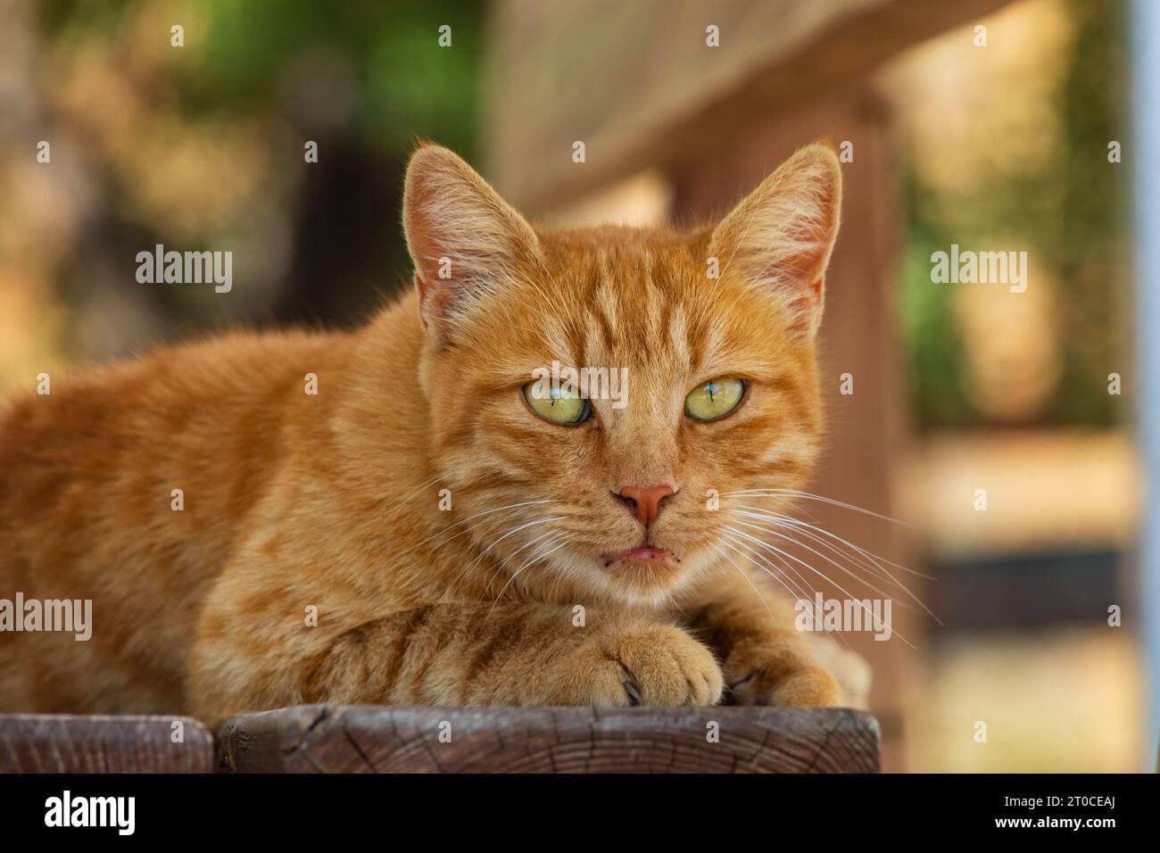 Wilde Ginger zypriotische Katze auf Zypern. Blick auf die Kamera Stockfoto
