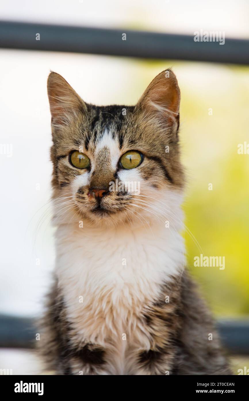 Wilde zyprische Katze im Kloster Stavrovouni auf Zypern. Kopf und Schultern, sitzend Stockfoto