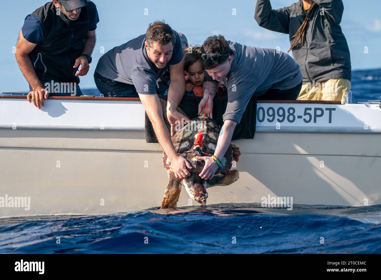 Marine-Spezialisten bereiten sich darauf vor, Iona freizulassen, eine Karettschildkröte, das wurde letztes Jahr an einem Strand in Schottland über tausend Meilen von ihrem natürlichen Lebensraum entfernt gefunden, zurück in den Atlantik, in der Nähe der Azoren in Portugal, nachdem es von Sea Life-Mitarbeitern und Meeresspezialisten gesund gepflegt wurde. Bilddatum: Mittwoch, 4. Oktober 2023. Stockfoto