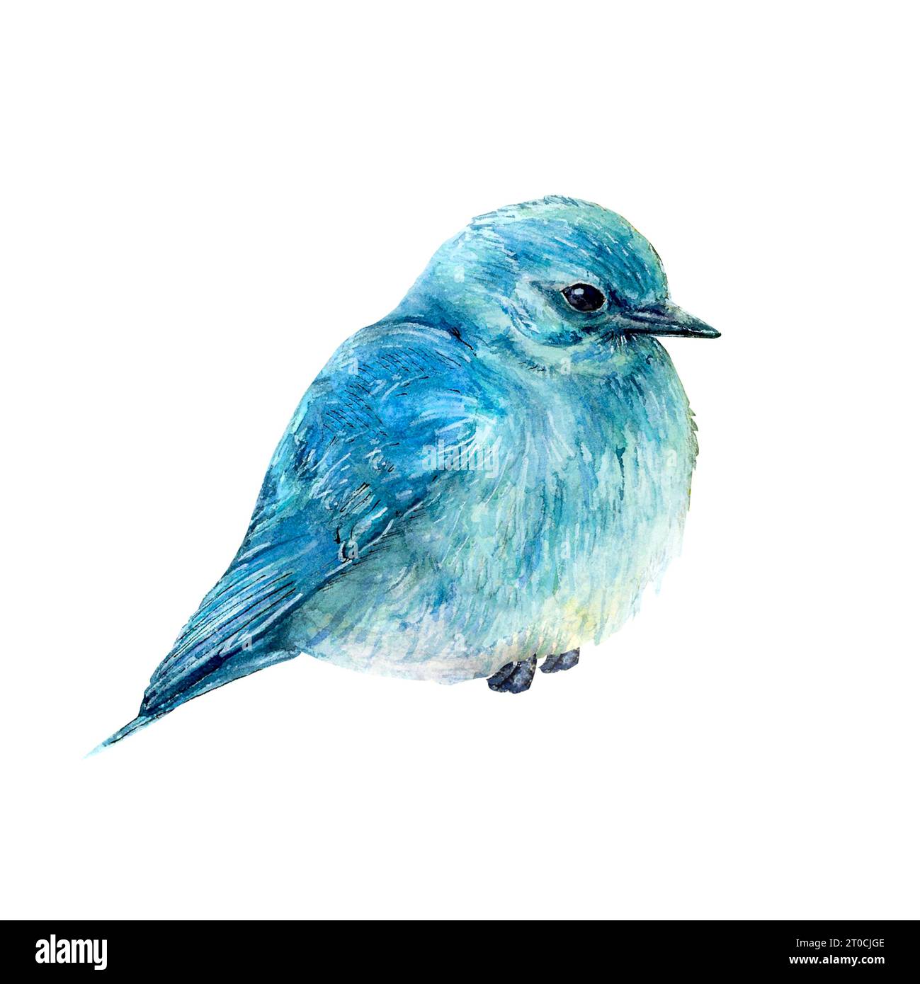 Aquarellabbildung eines Blauvogels, handgezeichnet auf weißem Hintergrund. Realistisches Tierbild des Vogels für Symbol oder Logo, Designs und Grüße Stockfoto