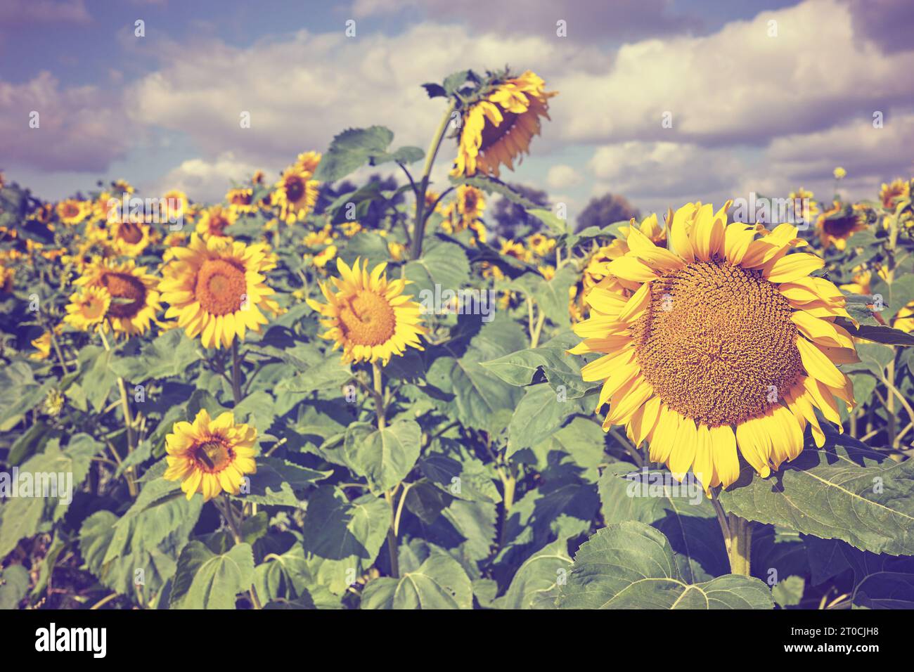 Sonnenblume auf einem Feld, Farbton angewendet, selektiver Fokus. Stockfoto