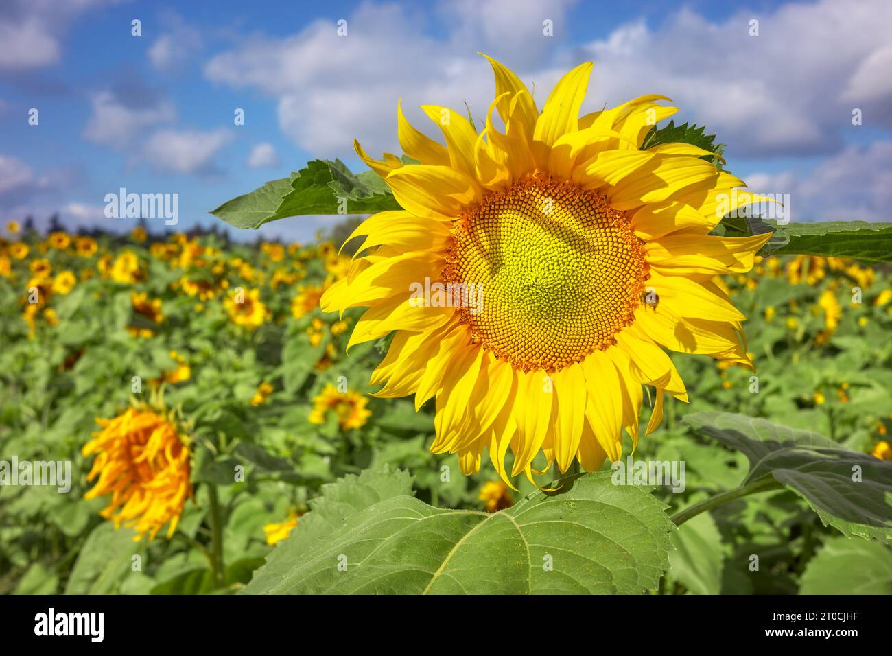 Nahaufnahme einer Sonnenblume auf einem Sonnenblumenfeld, selektiver Fokus. Stockfoto