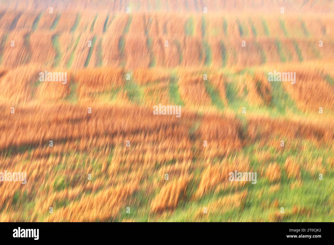 Bewegungsunscharfes Foto eines landwirtschaftlichen Feldes. Stockfoto