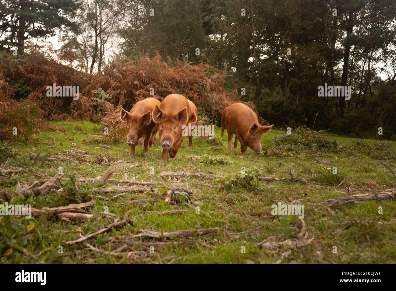 Tamworth-Schweine, die im New Forest umherstreifen Stockfoto