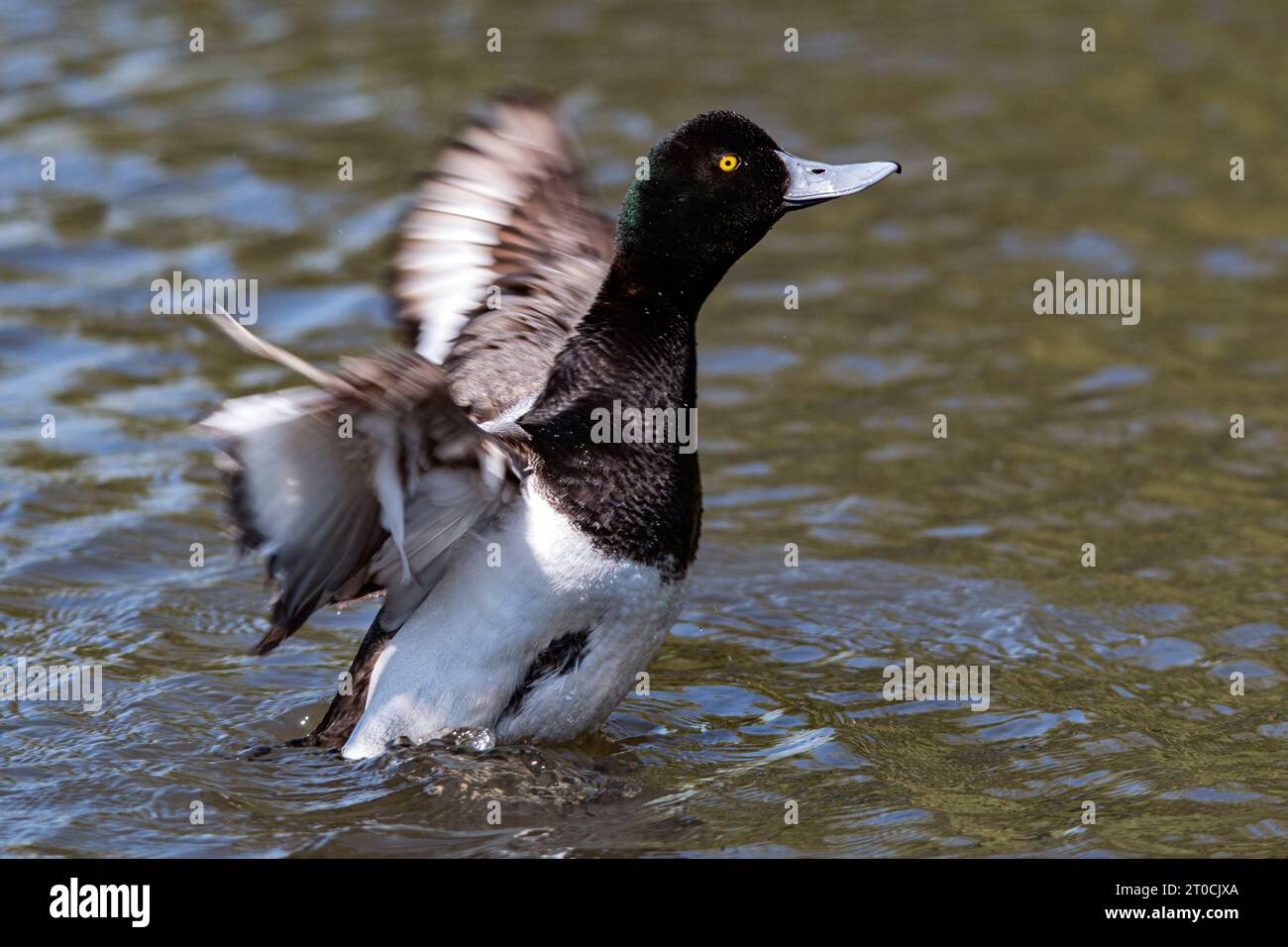 Less Scaup, ein weit verbreiteter nordamerikanischer Wasservogel, der in zahlreichen Vogelsammlungen in Großbritannien zu finden ist, darunter Slimbridge. Stockfoto