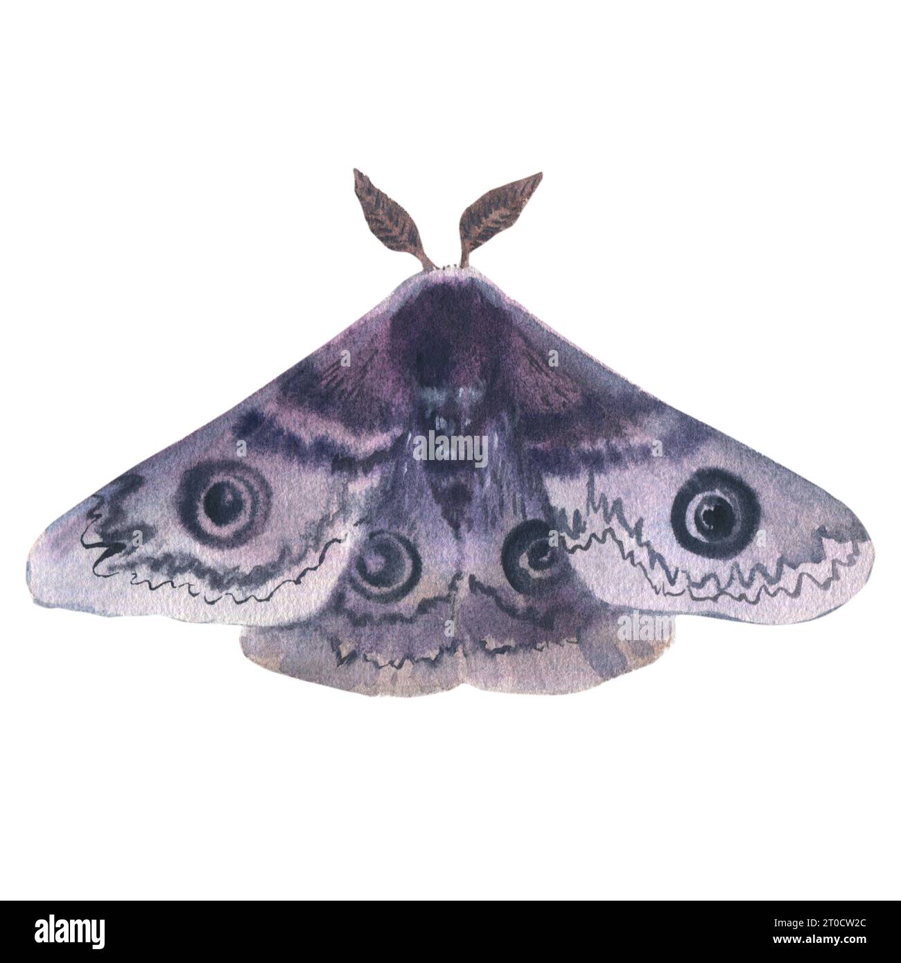 Graue Motte mit Augen auf Flügeln oder Nachtfalter isoliert auf weißem Hintergrund. Insekten mit Verzierung für Boho-Stil. Handgezeichneter Clip-Art von A Stockfoto