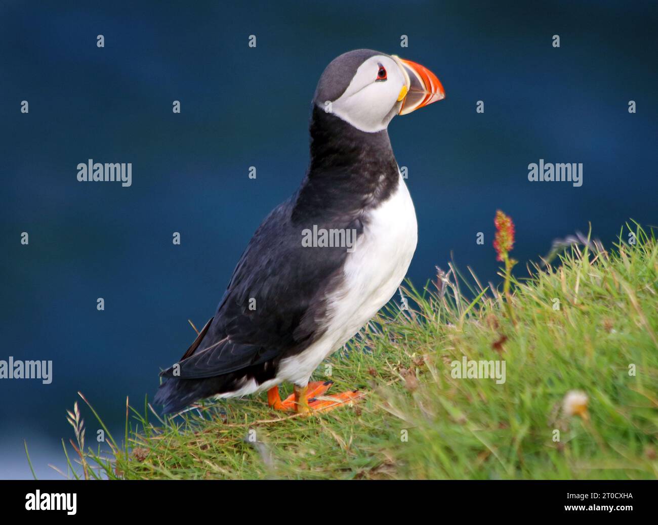 Nahaufnahme von Papageientauchern, die sich auf einem grasbedeckten Feld gegen das Meer erheben Stockfoto