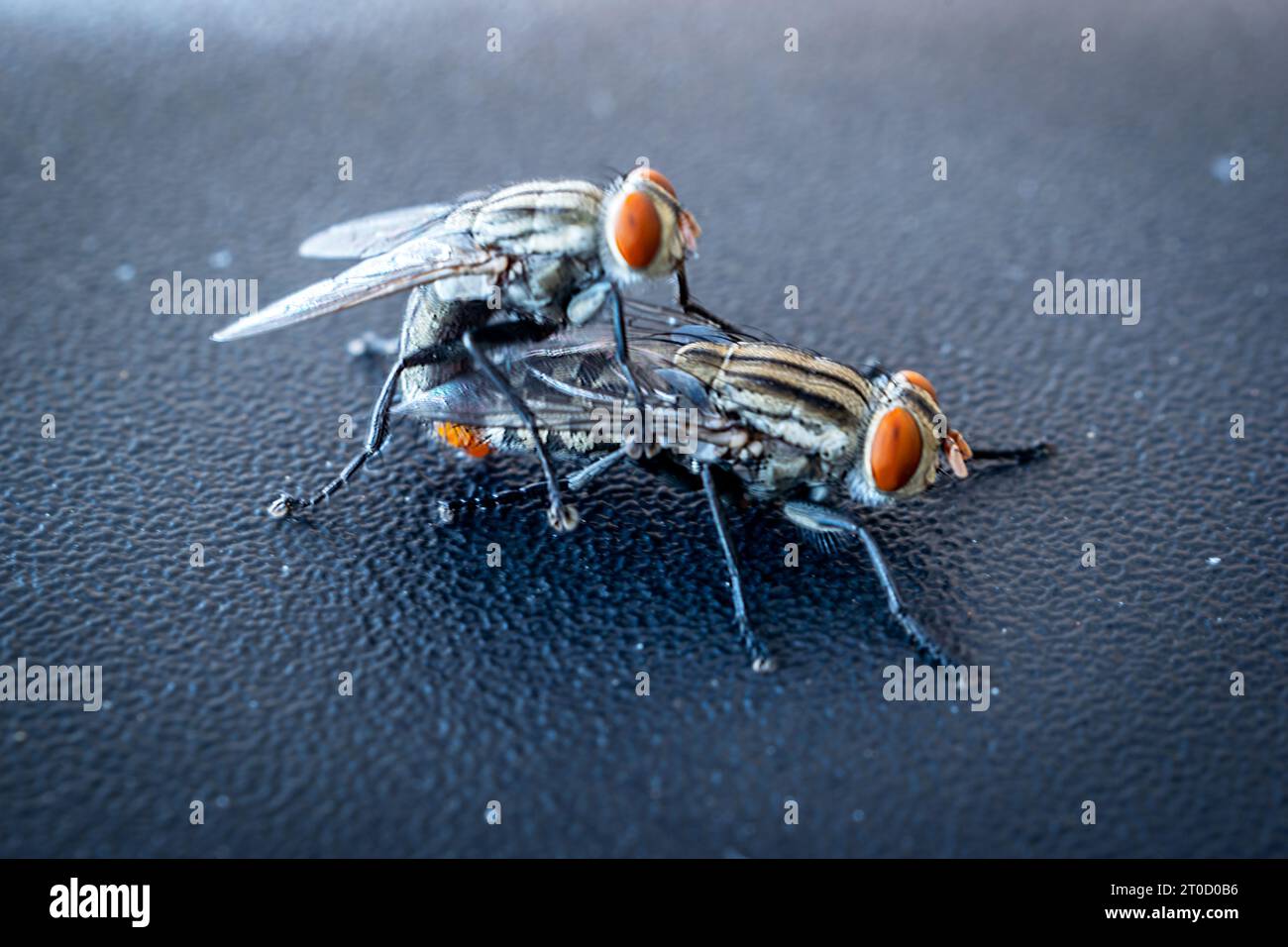 Verknüpfungen auf schwarzer Materialoberfläche fliegen Stockfoto