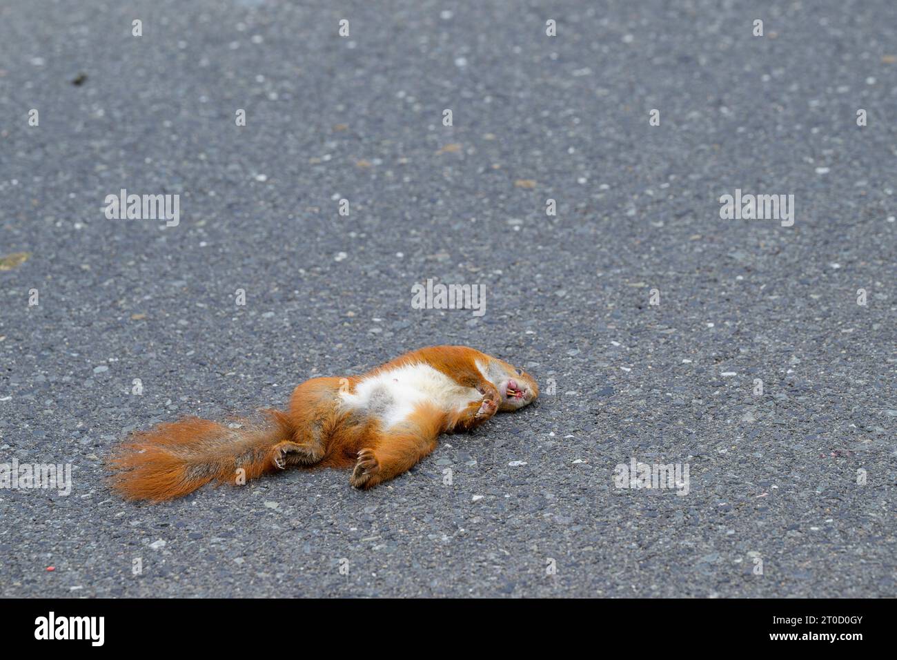 Ein totes weibliches Eichhörnchen liegt auf der Straße Stockfoto