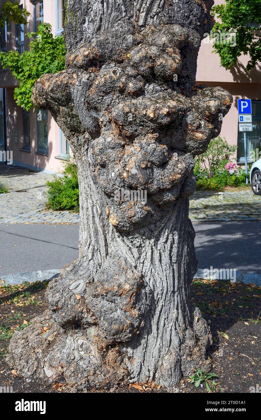 Wächst an einer Linde (Tilia), Bad Groenenbach, Bayern, Deutschland Stockfoto