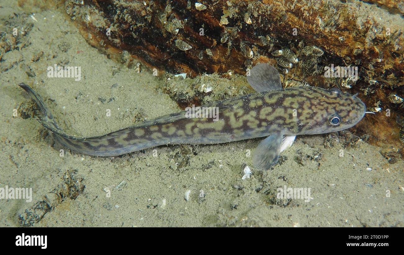 Burbot (Lota lota), Rutte, am Seeboden liegend, Tauchplatz großer Parkplatz, Herrliberg, Zürichsee, Kanton Zürich, Schweiz Stockfoto