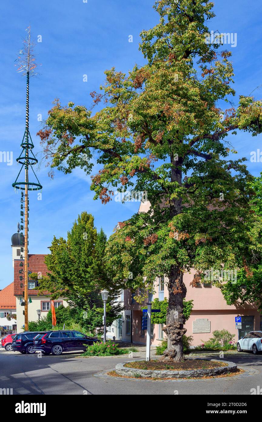 Große Linde (Tilia), mit Wucherungen, Bad Groenenbach, Bayern, Deutschland Stockfoto