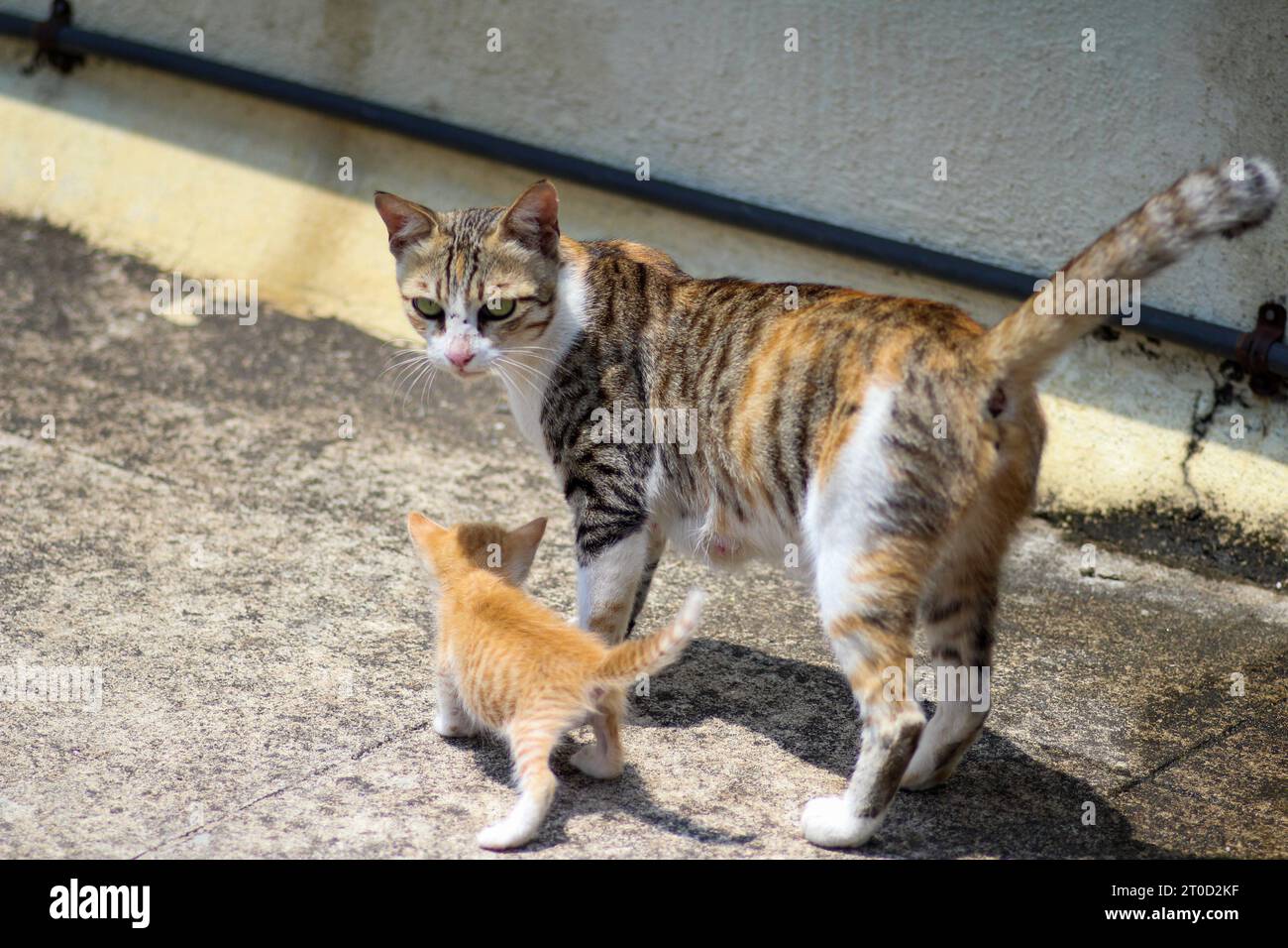 Mütterliche Liebe: Zärtliche Momente einer Mutter Katze und ihres Kätzens. Stockfoto