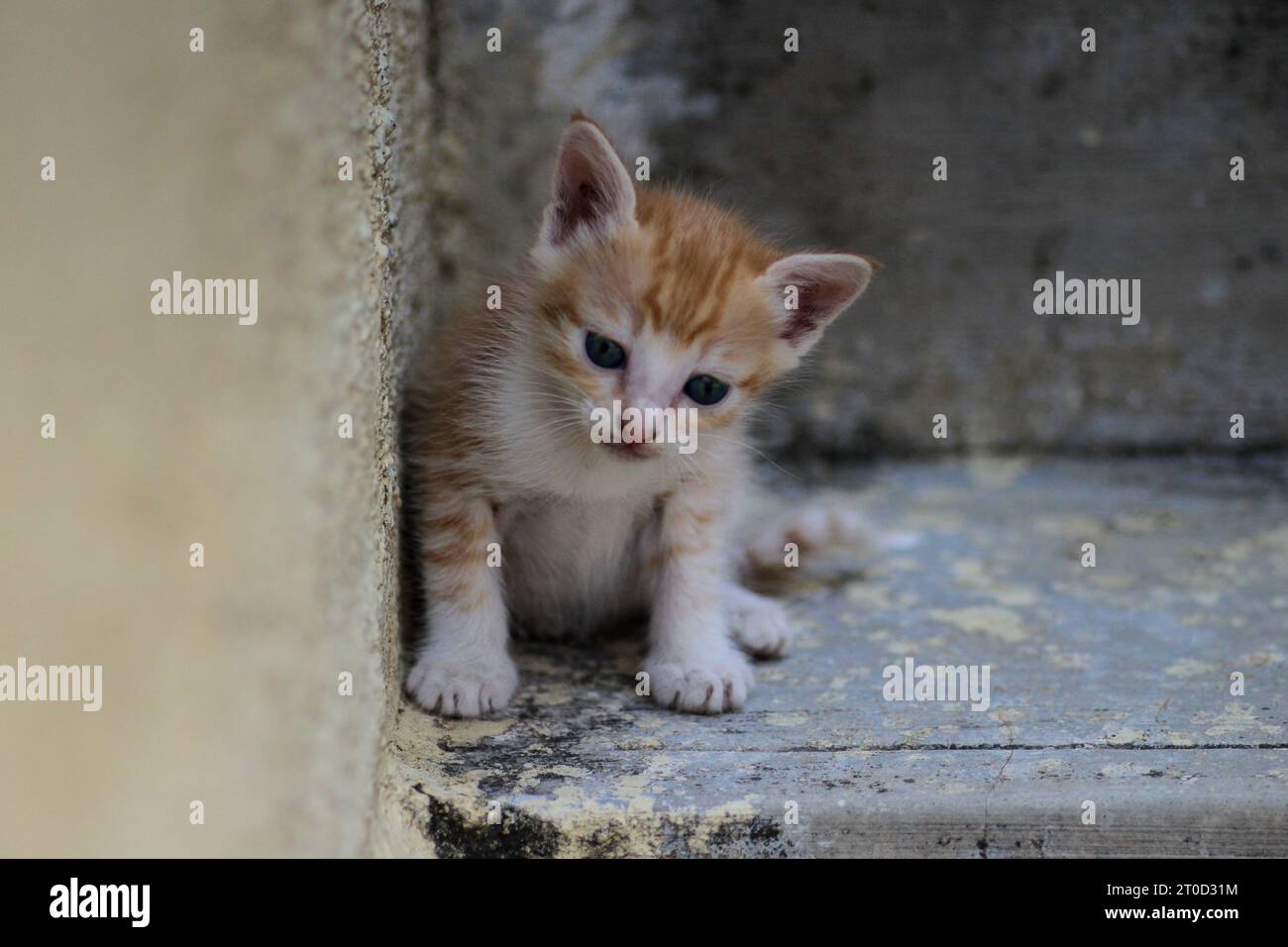 Ein verängstigtes Kätzchen, als er von der Mutterkatze getrennt wurde. Stockfoto