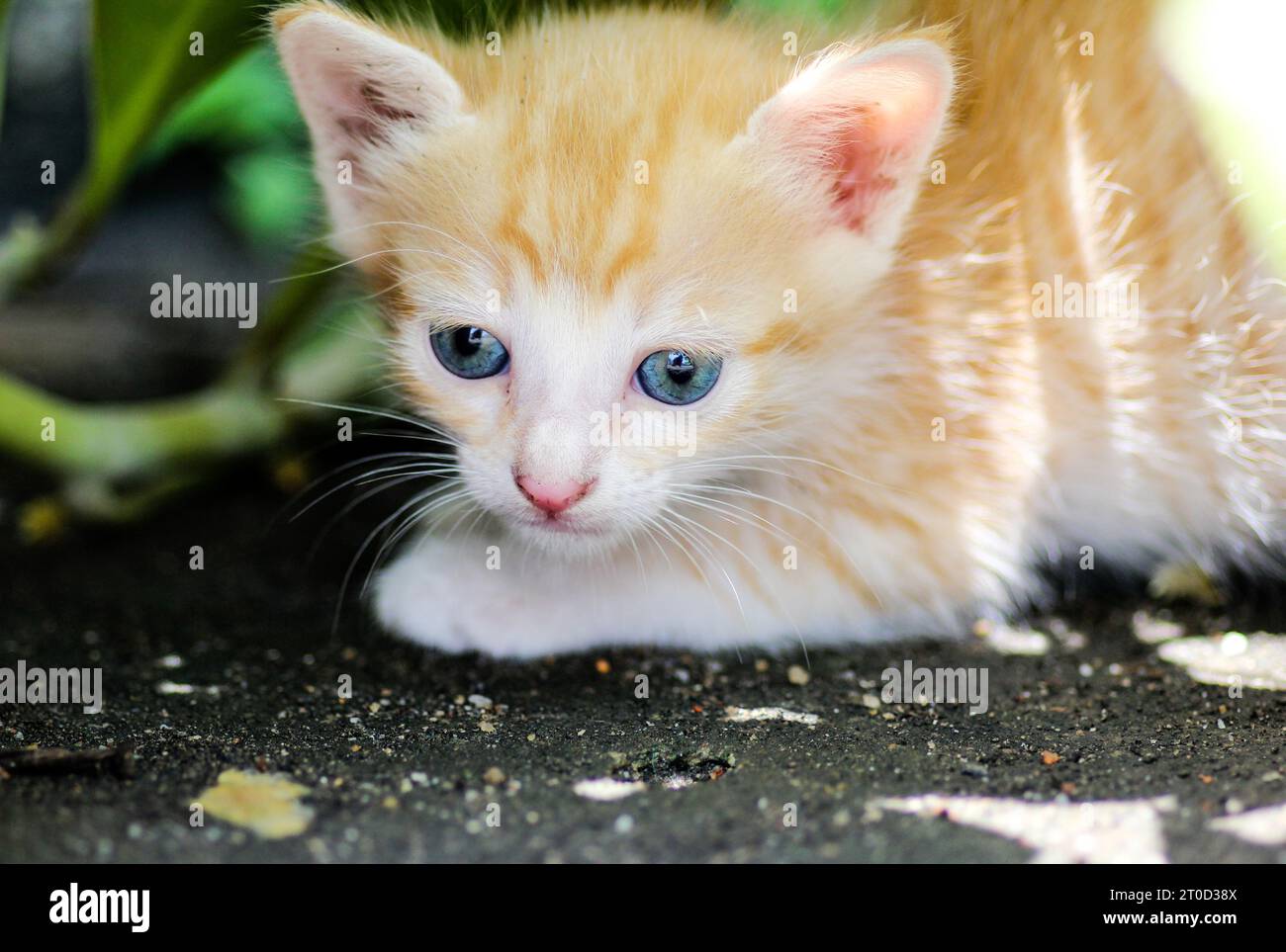 Ein verängstigtes Kätzchen, als er von der Mutterkatze getrennt wurde. Stockfoto