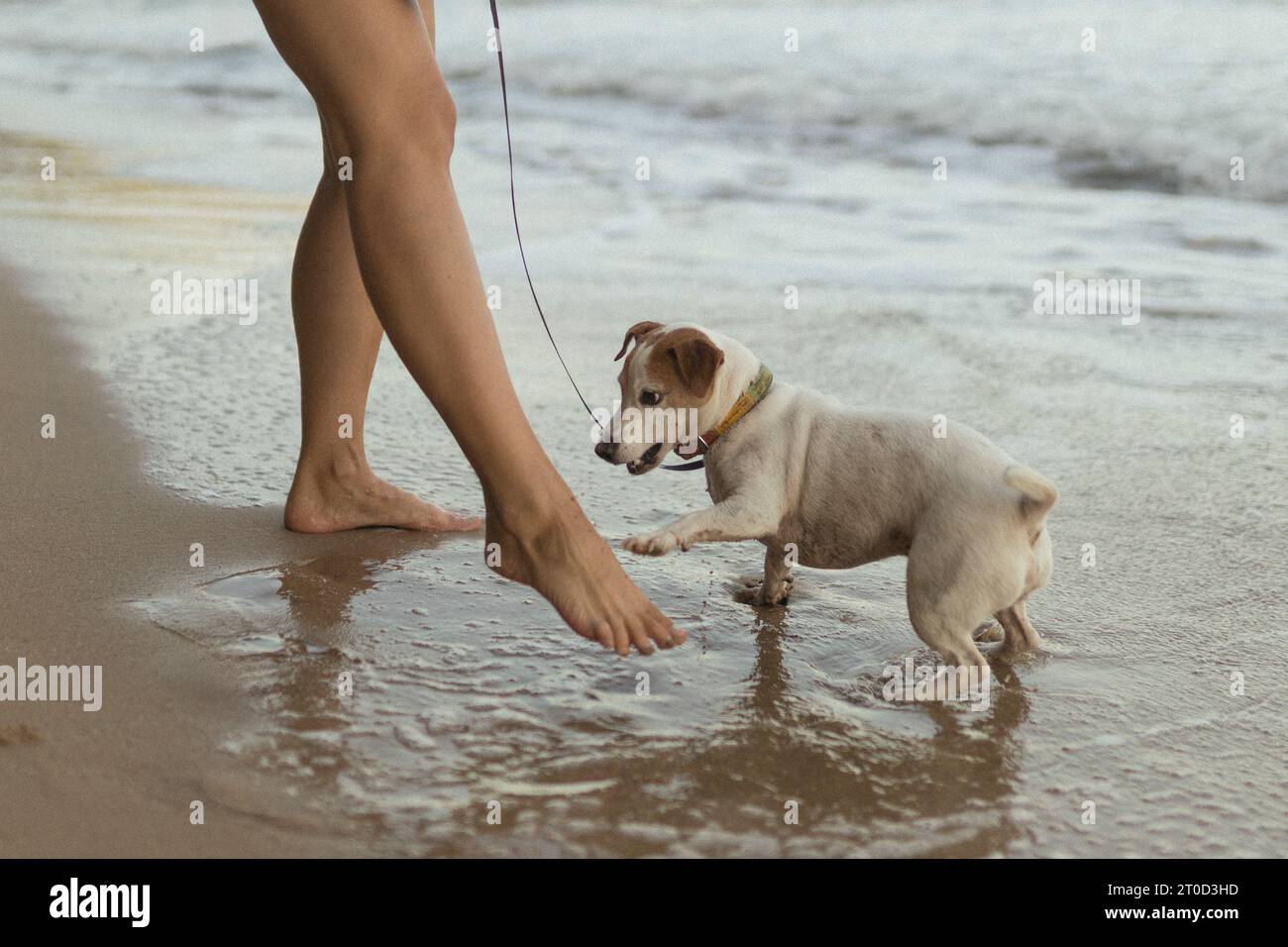 Der Hund spielt am Strand Jack Russell Terrier Stockfoto