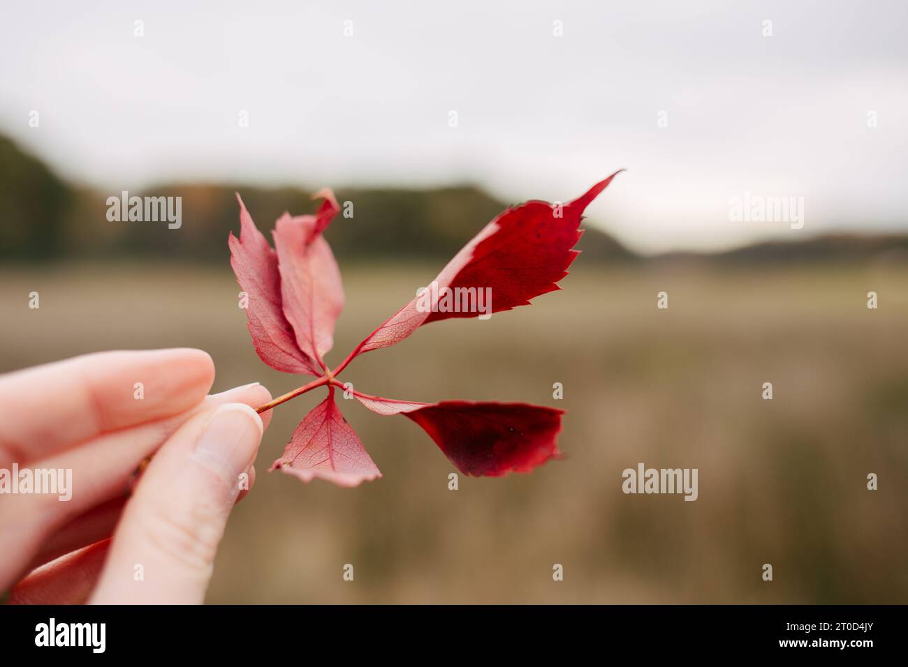 Die Hand hält das leuchtend rote Herbstblatt zart Stockfoto