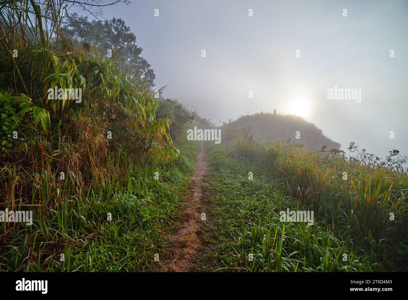 Nebel am frühen Morgen über dem Berg in Phu Chi Fah in Thailand Stockfoto