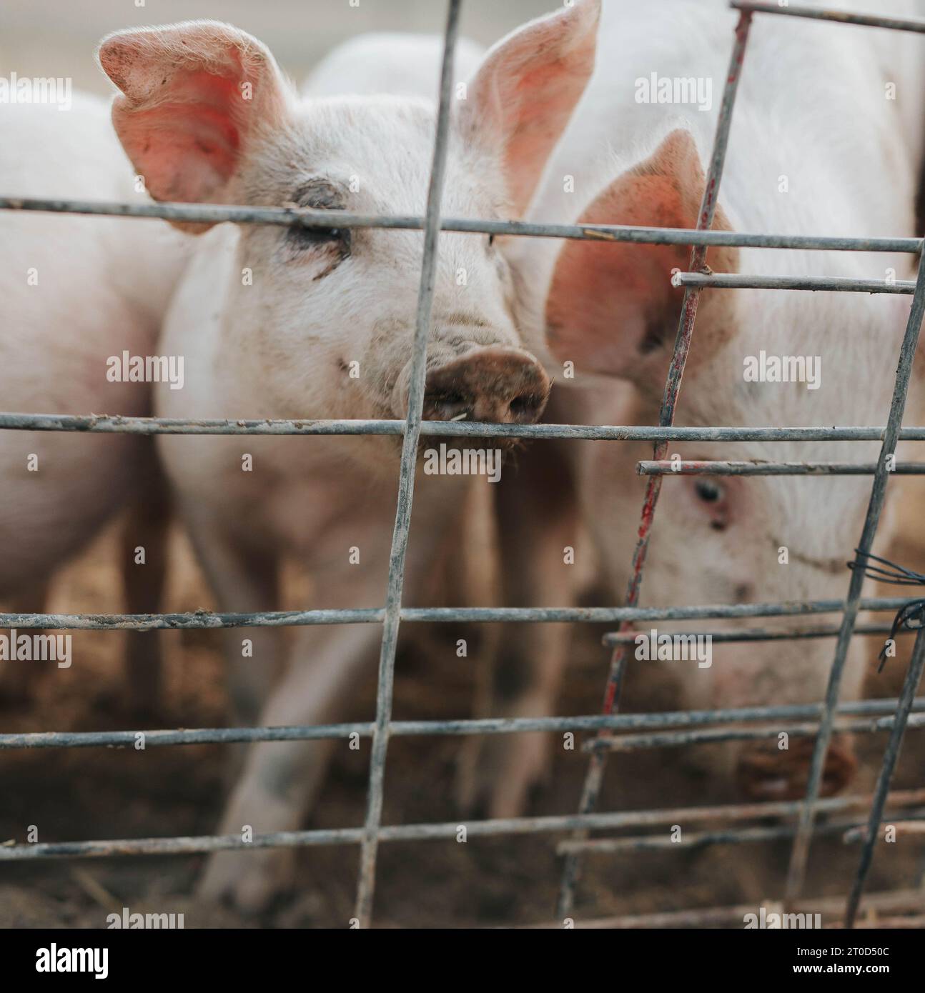 Junge Bauernschweine, die eifrig hinter ihrem sicheren Tor schauen, neugierig Stockfoto