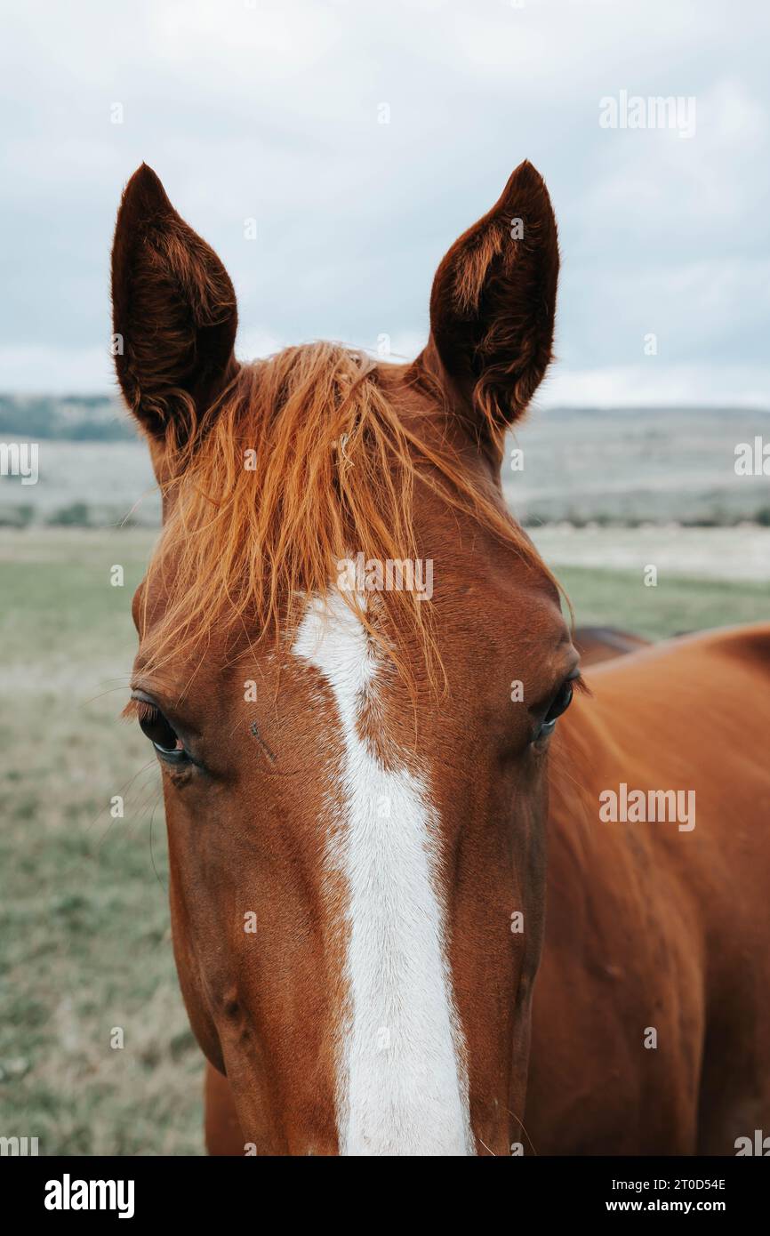 Nahaufnahme eines rotbraunen Pferdes mit weißem Streifen in Montana Stockfoto