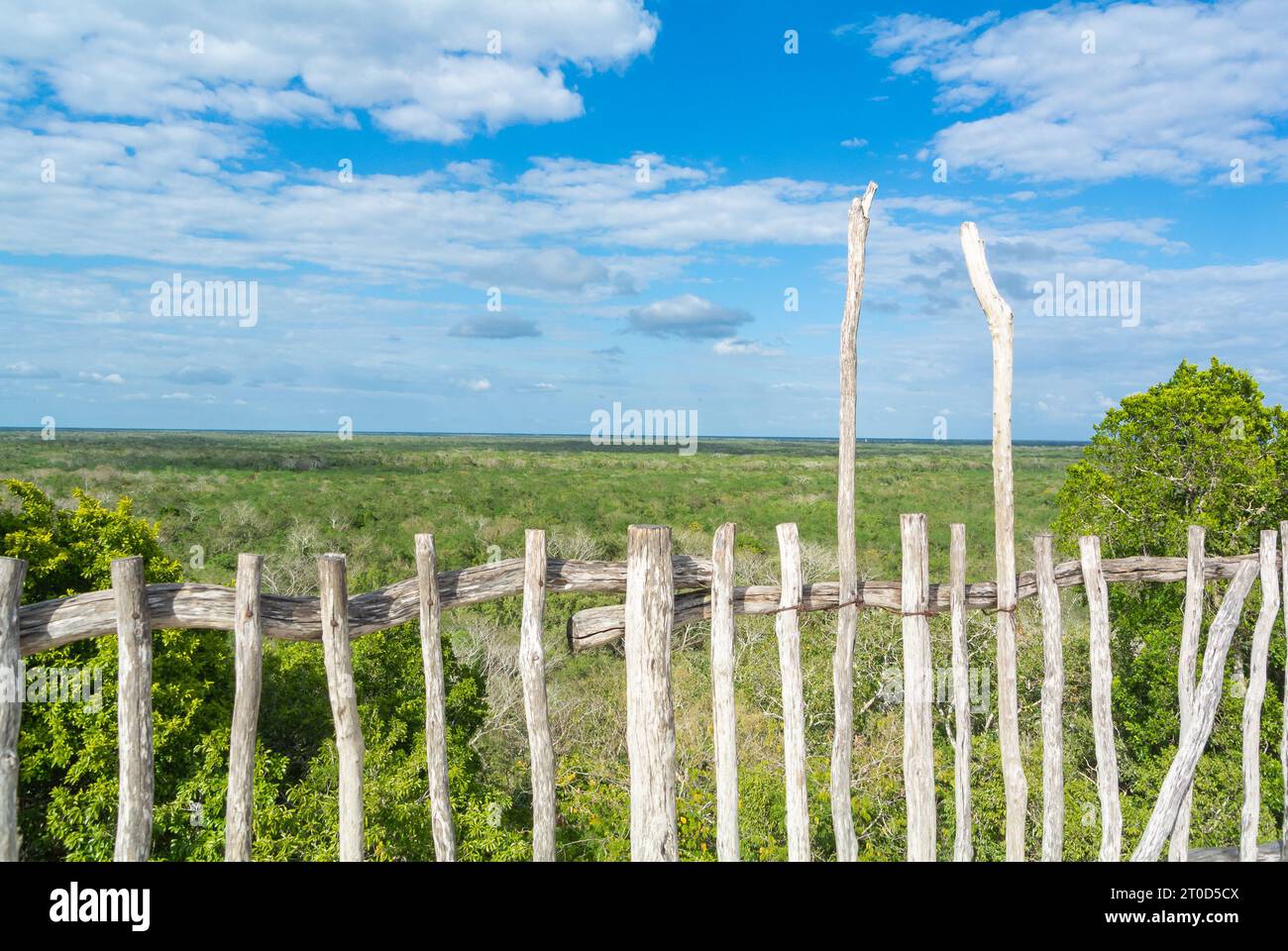 Eine Dschungellandschaft auf der Halbinsel Yucatan. Stockfoto