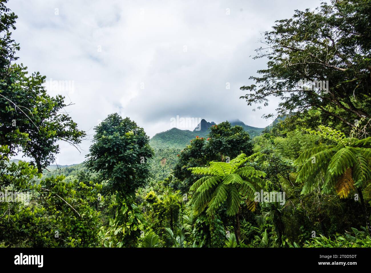 El Yunque National Forest in Puerto Rico. Stockfoto