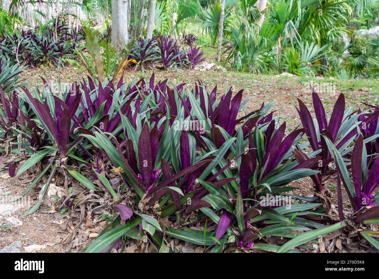 Violette Blätter von tradescantia spathacea, auch bekannt als Commelinaceae, moses in der Wiege, moses in der Wiege. Stockfoto