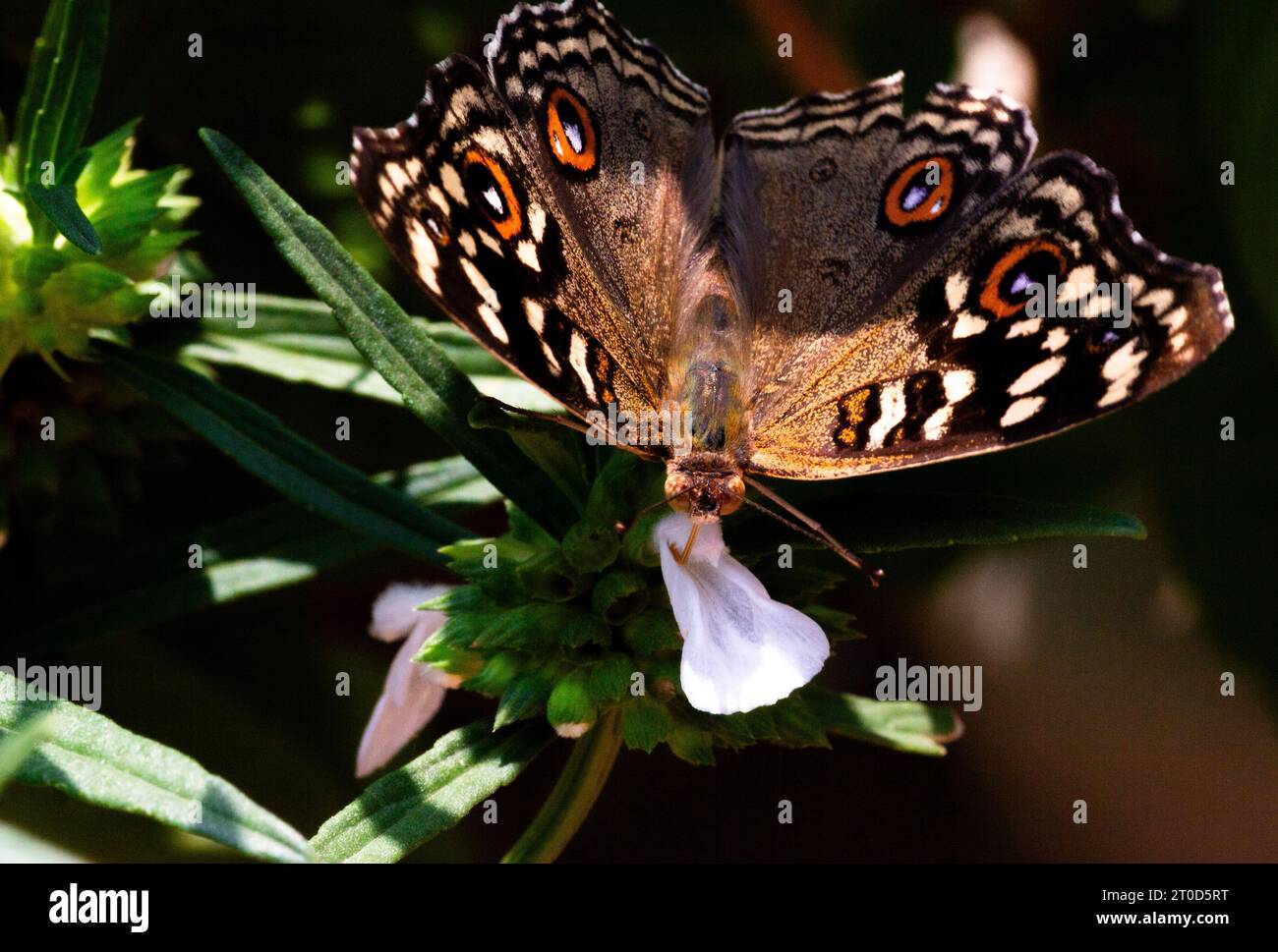 Butterfly's Garden Bankett: Nektar sucht Schönheit. Stockfoto
