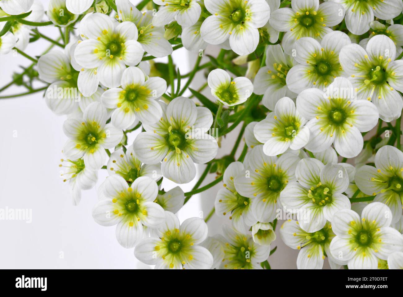 Weiße Blüten der Pflanze „Saxifraga x Arendsii White Pixie“ Stockfoto