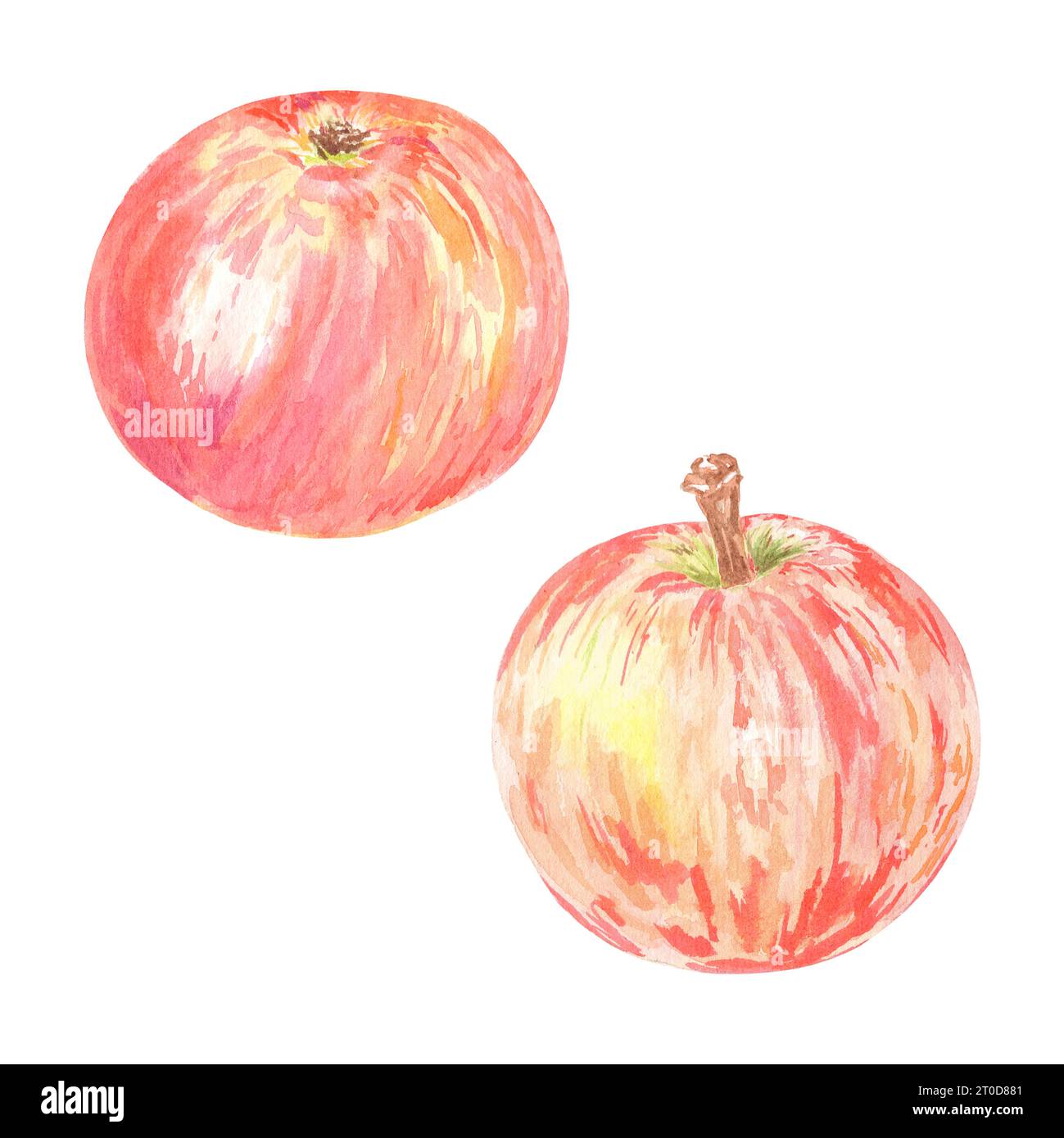 Clipart handgemalte rote Äpfel. Botanische Illustration mit Aquarell isoliertes Element auf weißem Hintergrund. Kunst für Lebensmitteldesign, Logo, Muster Stockfoto
