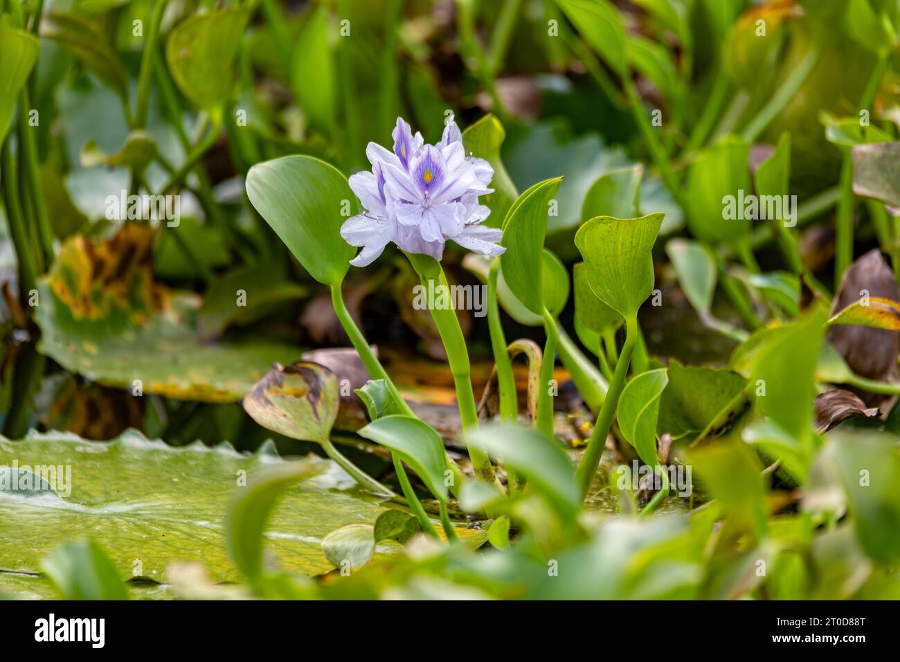 Pontederia crassipes (früher Eichhornia crassipes), allgemein bekannt als gewöhnliche Wasserhyazinthe. Wasserpflanze im Teich. Curu Wildlife Reserve, Costa Ric Stockfoto