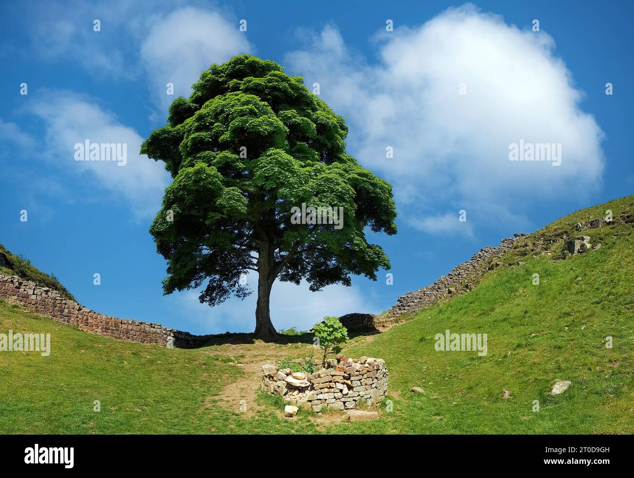 Der Sycamore-Gap-Baum Stockfoto