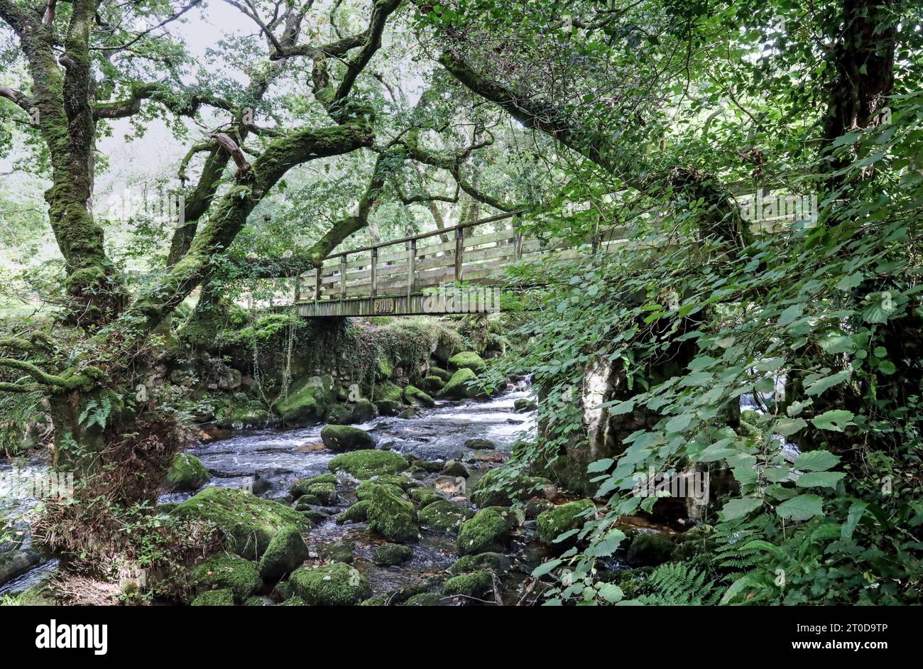 Die hölzerne Fußgängerbrücke über den Fluss Plym bei der Shaugh Bridge in Dewerstone Woods am Rande von Dartmoor in South Devon. Eingerahmt von rustikalen Bäumen. Stockfoto