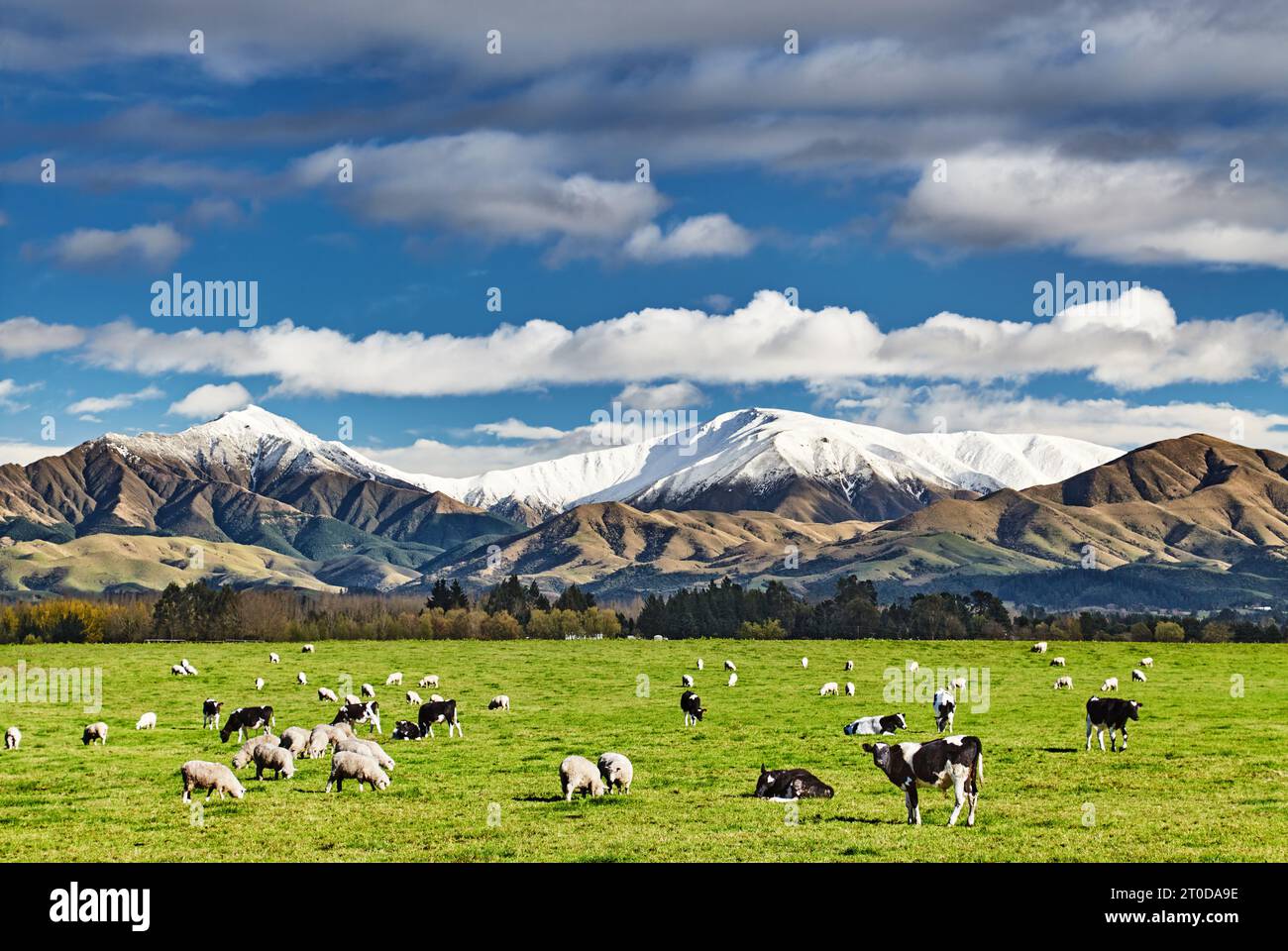 Weideland mit grasenden Kühen und verschneiten Bergen in Neuseeland Stockfoto