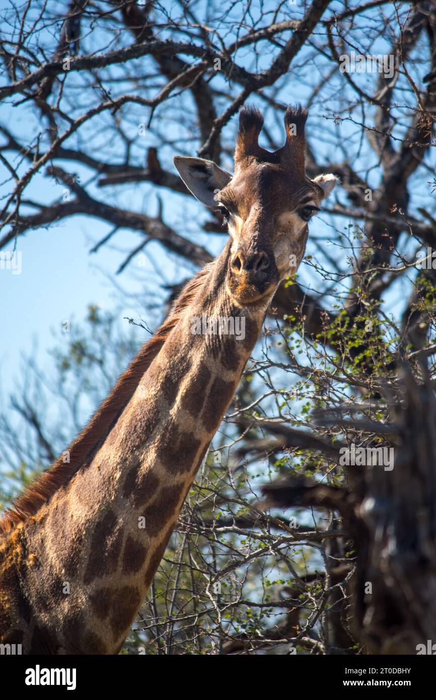 Giraffe, die auf die Kamera, Hals und Kopf blickt Stockfoto