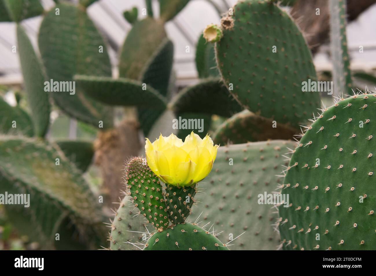 opuntia- oder Feigenkaktus-Blätter mit gelber Blüte Stockfoto