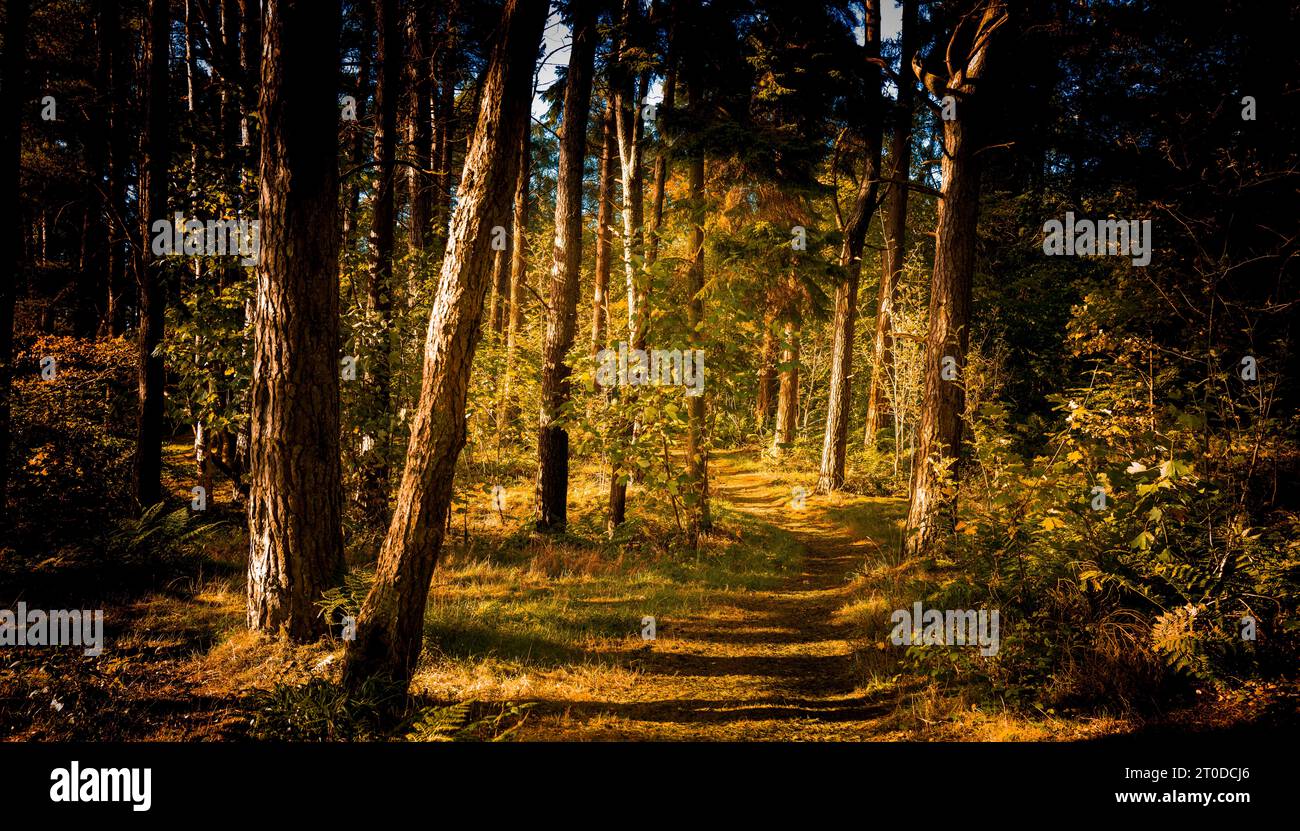 Laubwälder im Herbst in Braidwood, South Lanarkshire, Schottland Stockfoto
