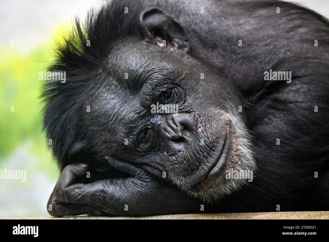 Liberec, Tschechische Republik. Oktober 2023. Ein Schimpanse (Pan troglodytes) beobachtet die Menschen im Zoo Liberec in der Tschechischen Republik. Schimpansen sind die Arten der Menschenaffen der Gattung Pan. Sie stellen Werkzeuge her und nutzen sie, um Lebensmittel zu erwerben und für soziale Ausstellungen zu sorgen, und haben ausgeklügelte Jagdstrategien, die Zusammenarbeit, Einfluss und Rang erfordern. (Kreditbild: © Slavek Ruta/ZUMA Press Wire) NUR REDAKTIONELLE VERWENDUNG! Nicht für kommerzielle ZWECKE! Stockfoto