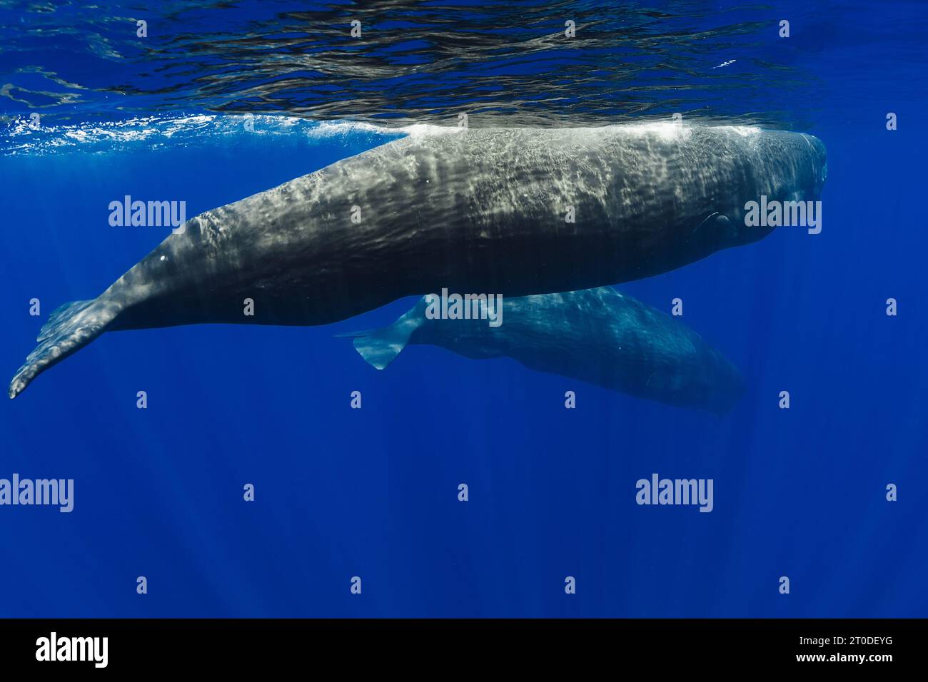 Pottwale schwimmen im blauen Ozean Stockfoto
