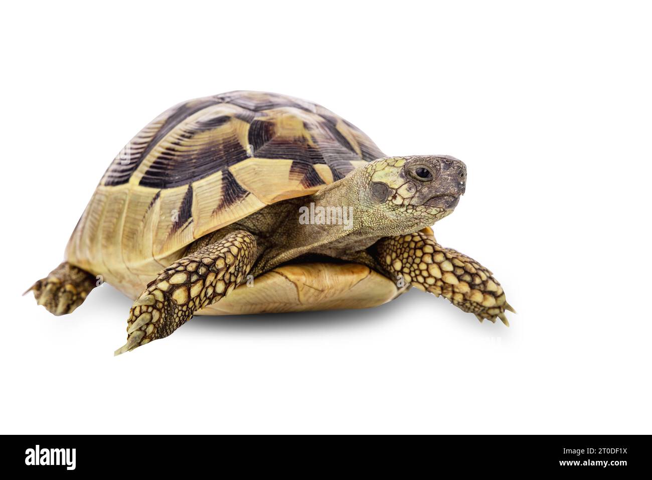 Schildkrötentiere isoliert auf weißem Hintergrund mit Clipping Path. Stockfoto