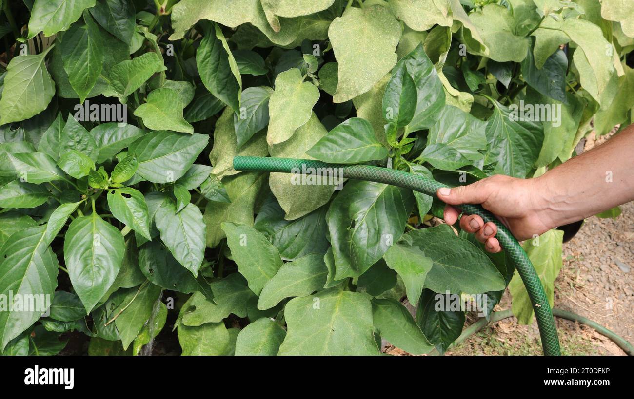 Gummischlauch mit fließendem Wasserstrom in der männlichen Hand eines Gärtners, der junge Paprika mit frischem grünem Laub in einem Gewächshaus tränkt Stockfoto